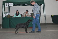 Bella bei der Neujahrs-Special-Rassehundeausstellung