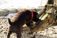 Dolly untersucht mit allen Sinnen.