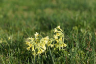 Bezaubernde Schlüssselblumen