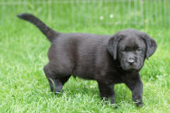 Idefix, 47 Tage alt.